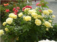 3aa41762-Picture 2802.jpg